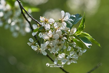 Kirschblüten
