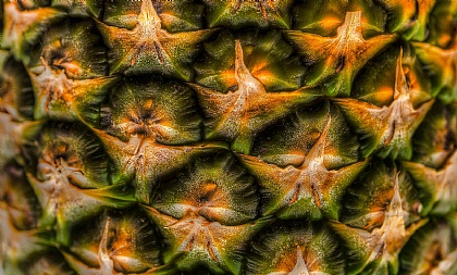 p070826p200105131221ananas04567hdrbig_sm.jpg