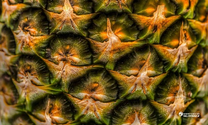 p014646131221ananas04567hdrb_sm.jpg
