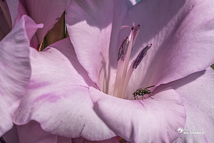 p014952160806s08det_sm.jpg